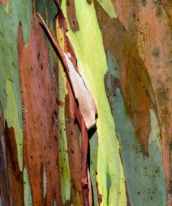 NATURAL WOOD